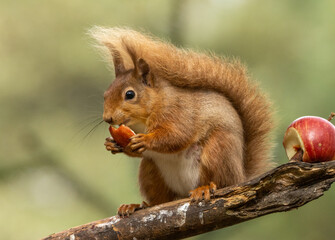 Pregnant female scottish red squirrel sitting on a branch eating a chunk of red apple with...