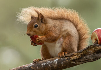 Pregnant female scottish red squirrel sitting on a branch eating a chunk of red apple with beautiful natural green background in the woodland