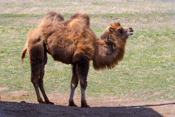 side profile of a brown camel in the zoo standing in short grass