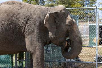 elephant eating grass at the zoo standing in front of fence