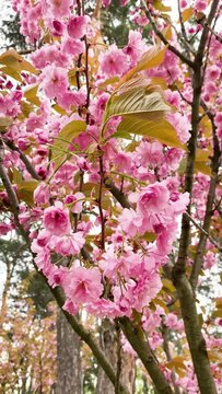 Pink Sakura Trees in Full Bloom: A Captivating Springtime Footage