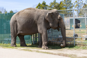 Fototapeta na wymiar elephant standing side profile at the zoo in front of fences