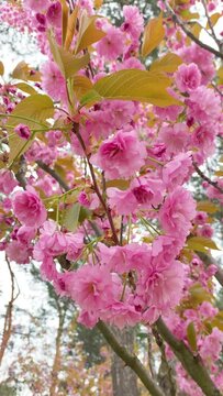 Enchanting Pink Sakura Trees in Full Bloom: A Mesmerizing Springtime