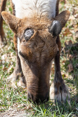 top of reindeer head showing one antler freshly dropped and one antler starting to grow back