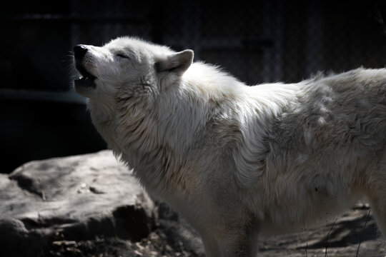 white arctic wolf howling with dark background