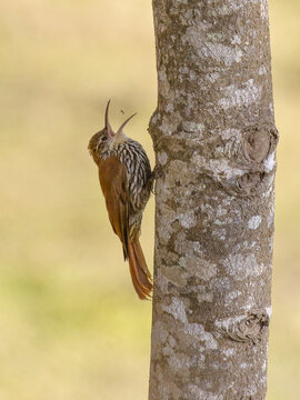 Scaled Woodcreeper- Lepidocolaptes squamatus -  arapaçu-escamoso 