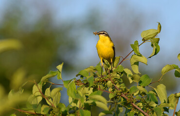 A yellow wagtail sits on the crown of a tree.