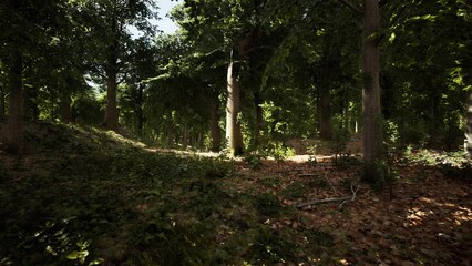 Last light of day entering old forest just rain after