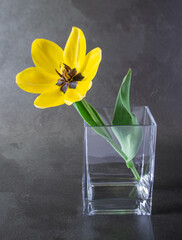 yellow flower in a vase
