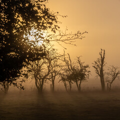 Fototapeta na wymiar Misty and frosty sunrise through the trees.