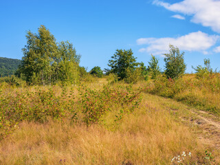 mountain landscape with green forest. typical countryside scenery in late summer