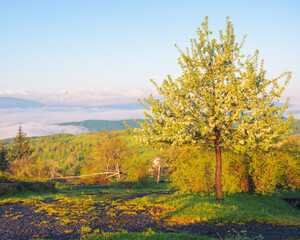 countryside scenenry with apple tree in blossom. rural scenery of carpathian mountains. sunny day with clouds on the sky