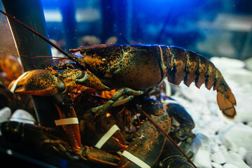 lobsters in restaurant aquarium. Seafood. Concept of freshness seafood. Close up selective focus