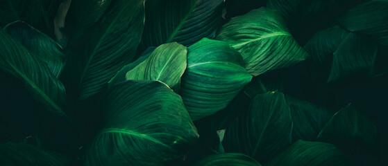 Close up tropical Green leaves texture and abstract background., Nature concept., dark tone..