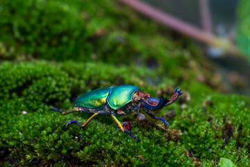 Stag beetle. Green Stag Beetle (Lamprima adolphinae) on stump wood with green moss
