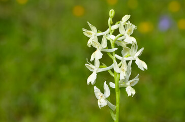 wildflowers, white orchids in nature