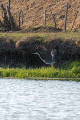 View of cocoi heron flying along river