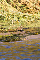 Photo of solitary sandpiper in river