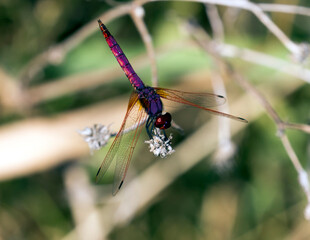View of violet dropwing dragonfly