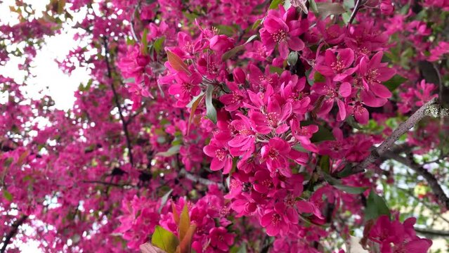 Spring blooming tree, pink flowers tremble in the wind vertical shot