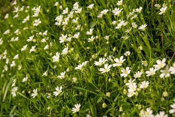 White wild flowers in green grass. Natural background.