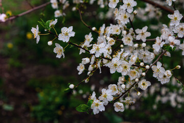 Beautiful blooming apricot tree branches with white flowers growing in a garden. Spring nature background.