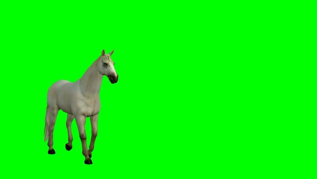 Arabian horse slowly walking and pesade green screen