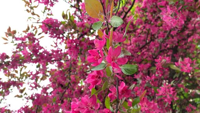 Spring blooming tree, pink flowers tremble in the wind vertical shot