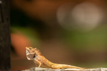 A chameleon with colorful background