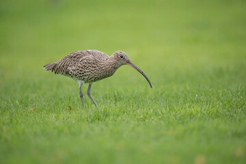 Curlew on the grass, feeding, close up, in the uk in winter