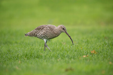 Curlew on the grass, feeding, close up, in the uk in winter