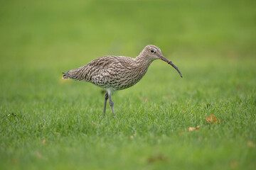 Curlew on the grass, feeding, close up, in the uk in winter