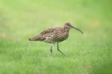 Curlew on the grass, feeding, close up, in the uk in winter