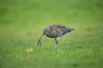 Curlew on the grass, feeding, close up, in the uk in winter