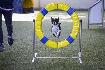 Little dog tackles wheel hurdle in dog agility competition.
