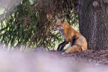 Female red fox in spring