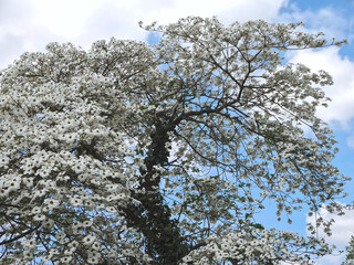 Beautiful big Flowering dogwood tree Cornaceae with white blossoms