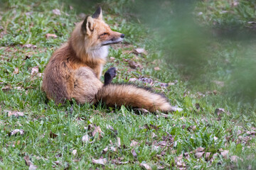 Female red fox in spring