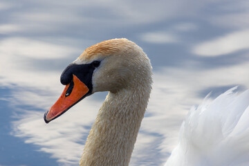 Obraz premium Portrait of swan, cygnus swimming in pond with blurry background. Wildlife animal background