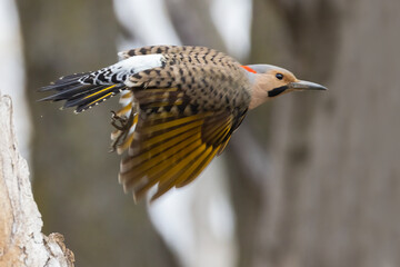 Male northern flicker or common flicker (Colaptes auratus) in flight
