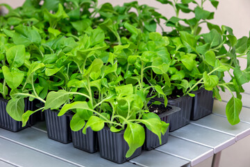 Seedlings of petunia flowers in a growing cassette on an aluminum table