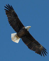 Fototapeta na wymiar american bald eagle in flight 