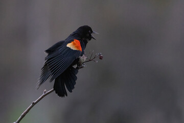  red-winged blackbird (Agelaius phoeniceus)