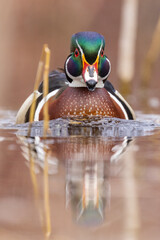 wood duck or Carolina duck (Aix sponsa) in spring