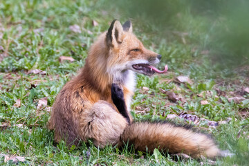 Female red fox in spring