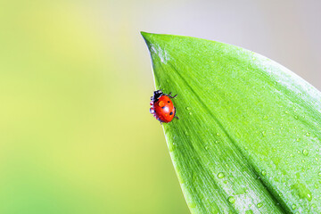 Ladybird on a green leaf in a spring meadow, selective focus close-up, copy space for text