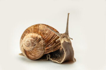 big snail on white background. Helix pomatia, Burgundy, Roman, escargot