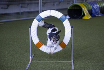 Border Collie tackles wheel hurdle in dog agility competition.
