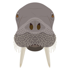 Head of a walrus. Odobenus rosmarus. Animal mask. Cartoon style. Isolated vector illustration.