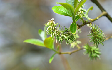 Goat Willow Catkin Salix Caprea not flowering female